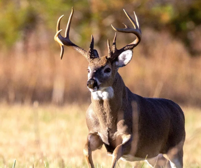 Deer in a grassy field