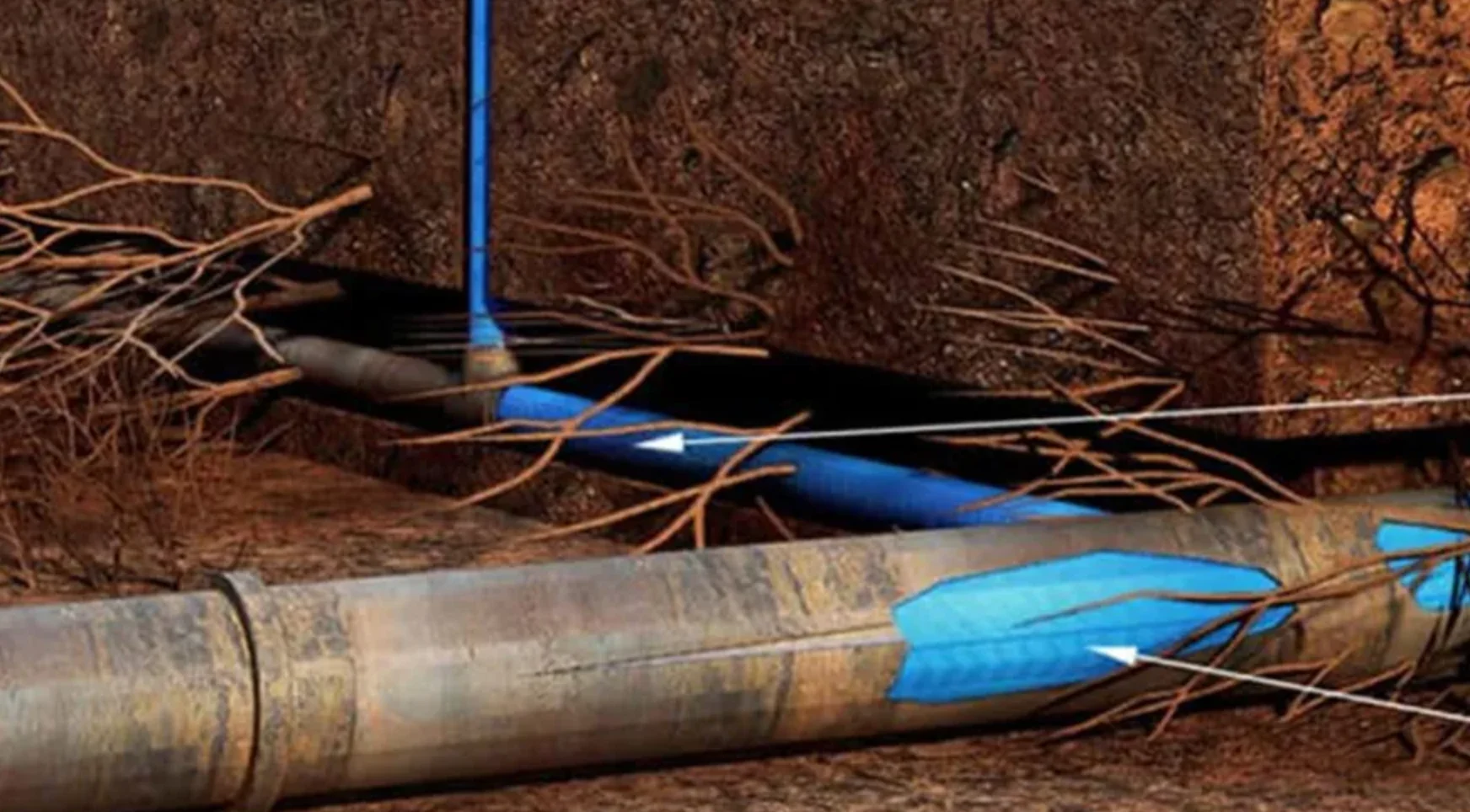 Illustration of tree roots wrapping a sewer pipe with a trenchless liner pulled through it