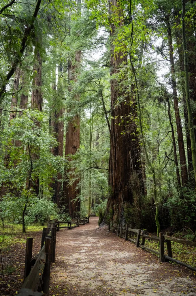 Redwood forest trail in the Santa Cruz Mountains